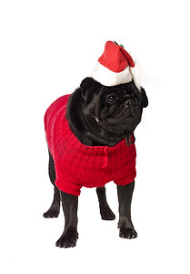 黑色哈巴狗与圣诞礼服