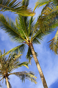 椰树椰子摄影照片_椰树底部视图