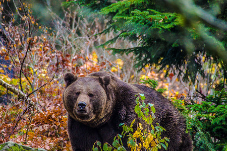 棕熊 (Ursus arctos arctos)，在德国巴伐利亚森林国家公园的户外