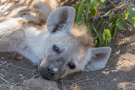 斑点鬣狗摄影照片_斑点鬣狗幼崽的脸部特写