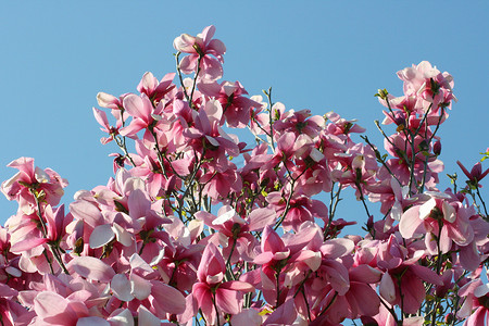 齐马摄影照片_盛开的鲜红玉兰树 Hellroter Magnolienbaum in voller bl�te