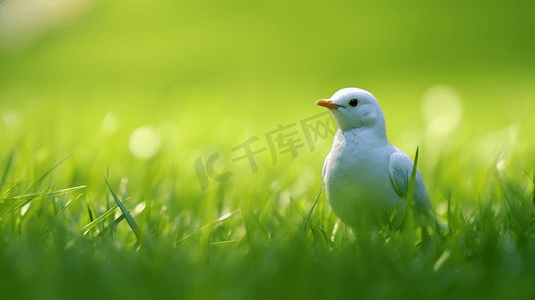 白天绿色草地上的白色小鸟