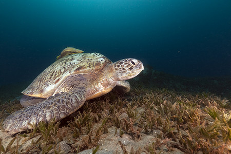 红海中的绿海龟 (chelonia midas) 和鲹。