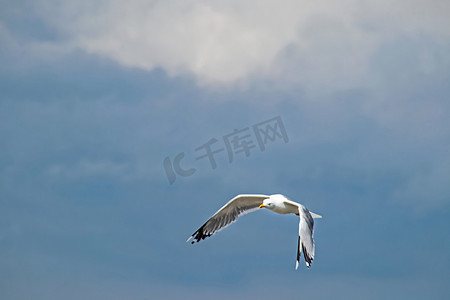 动物和空气摄影照片_多云的天空和飞翔的海鸥