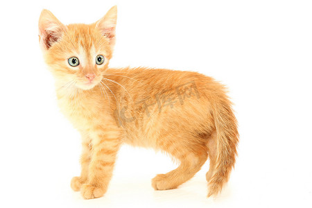 棕猫摄影照片_美丽的棕橙色小猫，有着淡褐色的眼睛