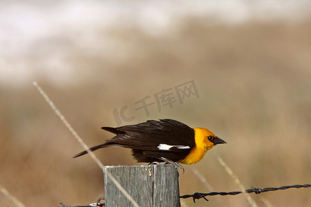 黄头黑鸟栖息在栅栏柱上
