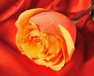 红丝绸上的玫瑰