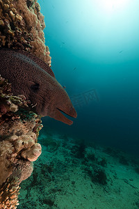 红海中的巨型海鳗。