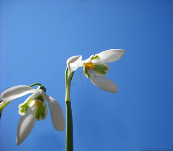 花上的雪摄影照片_蓝天上的雪花莲