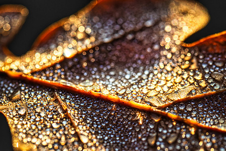 秋天的露水摄影照片_露珠落在秋天的落叶上，在阳光下闪闪发光，用散景特写拍摄。