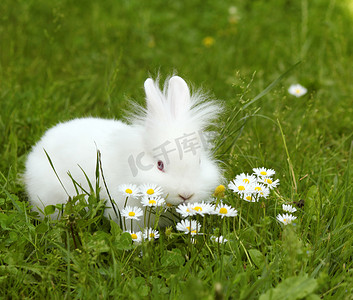 白矮兔宠物