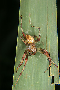 欧洲花园蜘蛛 (Araneus diadematus)