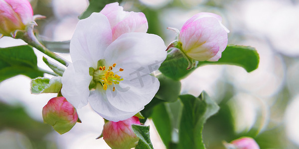 精致粉色摄影照片_春天花园里带芽的苹果花 — 精致美丽的春天自然背景