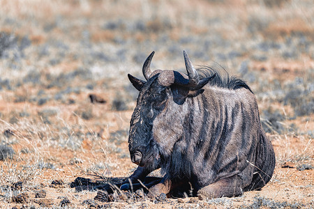 gnu摄影照片_蓝色牛羚 Gnu，匹兰斯堡非洲野生动物野生动物园