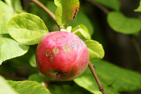 有病摄影照片_树上有病的苹果