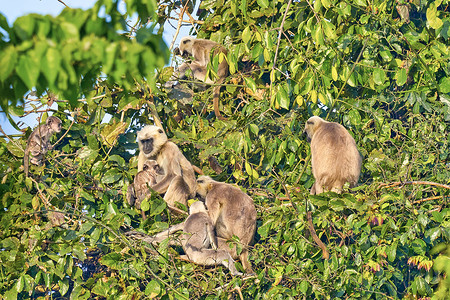 卡地亚手提袋摄影照片_“Tarai 灰叶猴，皇家巴迪亚国家公园，尼泊尔”