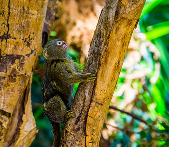 爬树猴子摄影照片_侏狨爬在树上，世界上最小的猴子，来自美国的小型热带灵长类动物