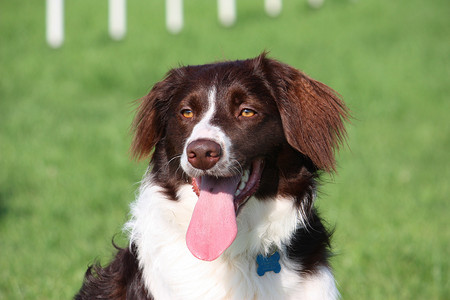 非常可爱的肝脏和白色牧羊犬 cross springer spaniel 宠物狗