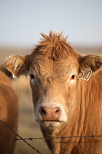 标记的牛看着带刺的铁丝网