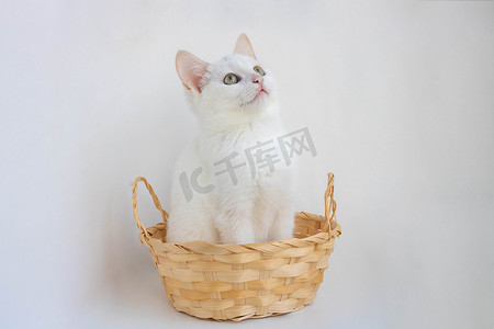 白色背景中坐在篮子里的自制小白猫