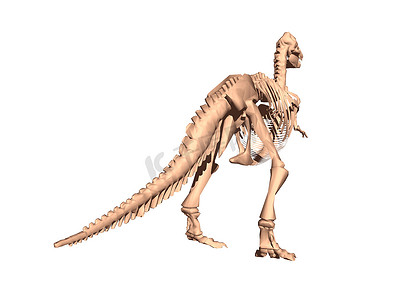 一条两条腿的恐龙的骨骼
