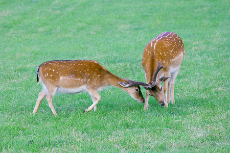 野人摄影照片_绿色空地上的两只鹿