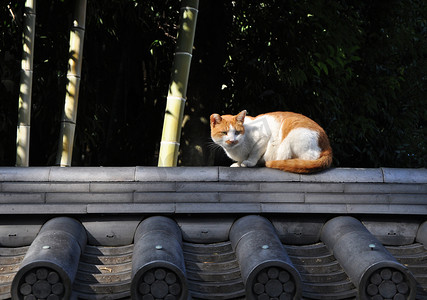 京都的流浪猫