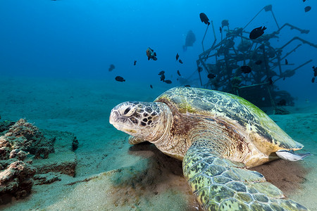 红海中的绿海龟 (chelonia mydas)。