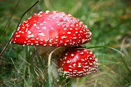 伞摄影照片_草丛中的毒蝇伞毒蘑菇