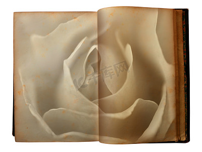 玫瑰印在一本打开的旧书的页面上