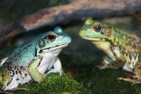 皮肤斑点摄影照片_蓝色和绿色青蛙的特写镜头