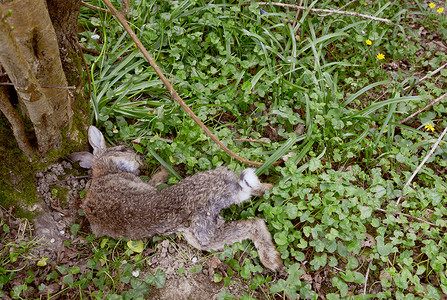 躺在树脚下的死野兔