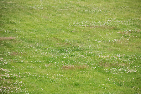 足球草坪图案摄影照片_草坪上的绿草特写，背景