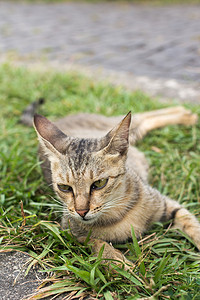 虎斑猫躺在草地上。