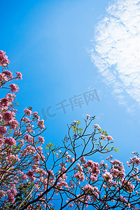在蓝天背景的樱桃花