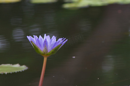 池中美丽的莲花