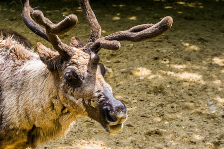 驯鹿脸的特写，欧洲和美国流行的圣诞动物，易受伤害的动物