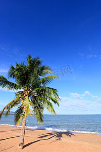 椰子海滩摄影照片_“海滩、椰子和蓝天”
