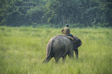 骑着的大象摄影照片_骑着母象的驯象师或大象骑手