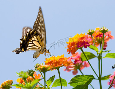 五颜六色的燕尾蝶飞来飞去，以花为食