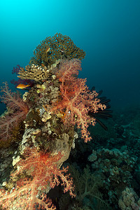 红海的热带水下风光。