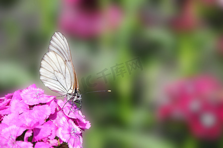 坐在花康乃馨上的蝴蝶