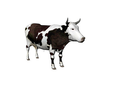 奶牛斑点摄影照片_黑色白色斑点牛