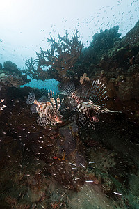 狮子鱼 (pterois miles) 在红海捕猎。