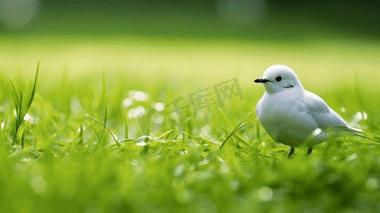 白色小鸟摄影照片_白天绿色草地上的白色小鸟