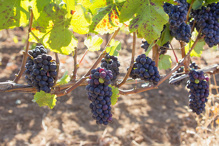 红酒树叶摄影照片_挂在葡萄藤上的红酒葡萄