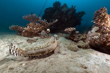 海底植物摄影照片_红海中的鳄鱼。