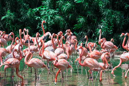 火烈鸟用券摄影照片_水中的粉红色加勒比火烈鸟群
