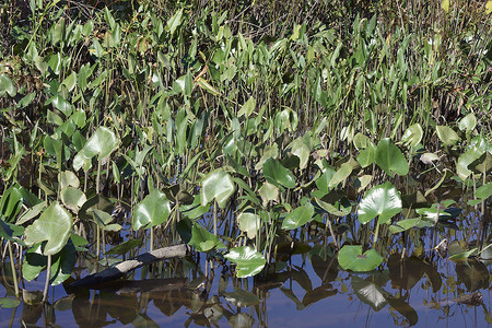 美国马里兰州帕塔克森特河公园的梭子草植物