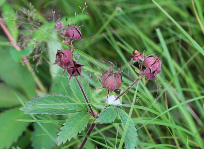 Comarum palustre 花，被称为紫色沼泽花、沼泽五叶草和沼泽五叶草